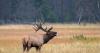 Two Poachers Convicted for Killing Three Bull Elk in Coveted Montana Unit