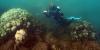 Coral decline could cost Hawaii $3B in recreational losses