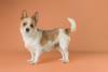Meet featured adoptable pets at SPCA of East Texas, July 6-12, 2026