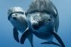 These 11 Wildlife Images From the Ocean Conservancy’s Photography Contest Showcase the Wonder of Earth’s Waters