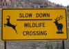 Wildlife Crossing Projects Gain Momentum