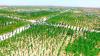 China plants 66 billion trees with the Great Green Wall, while Africa boosts its own corridor against desertification