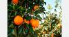 Zimbabwe projects 18% increase in orange production