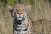 Benin's West African leopards were expected to decline. Instead, their density tripled