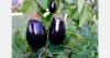 Andalusia eggplant exports surge 46.7% in first four months of 2026