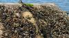 California is pouring $6 million into fight against invasive golden mussels clogging waterways