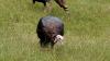 Public participation wanted for Kentucky Fish and Wildlife turkey brood survey
