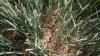 Drought conditions drive farming change in central Europe