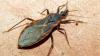 First locally acquired case of Chagas Disease reported in San Diego County