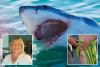 Why shark attacks in US waters are already nearing double figures even though summer just kicked off