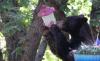 South Carolina woman wakes to gate torn off, finds black bear licking feeder by bedroom window