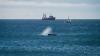 North Carolina museum now pings ships to slow to 10 knots as just 380 right whales survive