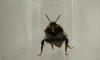 Bumblebees stick out their tongues when they enjoy a sweet treat but shake their heads in disgust at bitter tastes, scientists discover