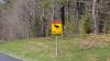 Moose calf bolts at couple's truck in Maine as a black bear charges close behind