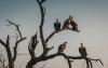 Demand for Vultures in West Africa Threatens Central African Populations