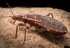 Routine blood testing reveals county’s first case of locally acquired Chagas disease