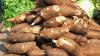 China supports Nigeria with cassava mechanisation equipment
