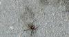 Venomous black widow spiders spotted in Dubai garden