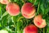 Robert G. Shaw Piedmont Triad Farmers Market celebrates North Carolina sweetness with Peach Day Friday, July 9