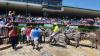 Exotic animals took to the track for Delaware Park’s Safari Sprint on the Fourth of July.