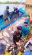 Bago Region expands fish farming industry