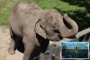Bronx Zoo may move last remaining elephant ‘Patty’ to Tennessee sanctuary: report