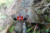 Spotted lanternflies are inching closer to Georgia crops. Here’s how experts say you can help.