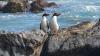 In search of New Zealand's most mysterious penguin