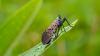 See a spotted lanternfly? Kill it. Invasive insect spreads in Ohio