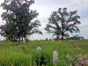 Hidden Near Columbus Is One Of The Last Pieces Of Ohio’s Original Prairie