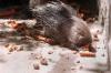 Connecticut Residents May Be Seeing More of This Unusual Animal
