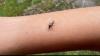 Mosquitoes still scarce on the Latvian summer menu this year