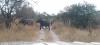Corridor wars: Hwange’s fight for co-existence