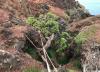 Rare seed collection offers hope for last wild tree of its kind from Chile