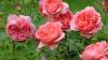 Gardeners urged to water roses at 1 time of day or risk fungal diseases