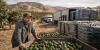 California Avocado Farmers Sound the Alarm as Mexican Imports and Regulations Threaten American Agriculture