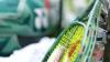Maryland Del. Szeliga plans sixth push to limit girls sports teams to biological females A recent Supreme Court ruling has energized a renewed push in Maryland to restrict girls sports teams to biological females.