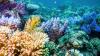 Australia's Great Barrier Reef avoids endangered list, risks remain