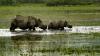 8 wildlife sanctuaries, 281 reserve forests under encroachment in Assam