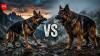 German Shepherd vs King Shepherd: Understanding the differences between these similar-looking dogs