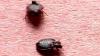 North Carolina courthouse closed due to bedbug investigation