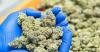 Don’t confuse legal industrial cannabis with illegal drug production — Muntaka