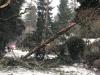 Court dismisses lawsuit over tree that killed Lake Oswego resident during storm