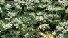 Hydrangeas will grow another flush of flowers if gardeners do 1 simple job in July