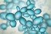 Nu-Tek BioSciences Present Cell Nutrient Innovation, Raw Material Expertise at SIMB 2026