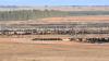 Harvest Road uses beef-on-dairy practice to introduce dairy meat to its premium beef program