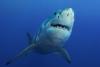 Great White Caught Feeding Near Block Island
