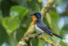 Samoa Conservation Society joins as BirdLife’s 125th Partner