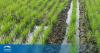 World Bank approves $75 million project to modernize Tajikistan’s irrigation and water management