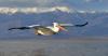 Montenegro adopts Natura 2000 proposal covering half the country